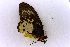  (Ornithoptera priamus - USNM ENT 00719360)  @12 [ ] Unspecified (default): All Rights Reserved  Unspecified Unspecified
