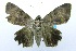  ( - USNM ENT 00719372)  @13 [ ] Unspecified (default): All Rights Reserved  Unspecified Unspecified