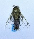  (Eulophonotus - USNM ENT 00719529)  @13 [ ] Unspecified (default): All Rights Reserved  Unspecified Unspecified