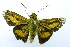  (Cephrenes moseley - USNM ENT 00730826a)  @14 [ ] Unspecified (default): All Rights Reserved  Unspecified Unspecified