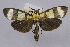 (Heortia dominalius - USNM ENT 00950487)  @11 [ ] Unspecified (default): All Rights Reserved  Unspecified Unspecified