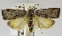  (Stenoma cathosiota - USNM ENT 01069404)  @15 [ ] Unspecified (default): All Rights Reserved  Unspecified Unspecified