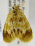  (LymantriinaeGEN sp. AAL8455 - USNM ENT 01069421)  @13 [ ] Unspecified (default): All Rights Reserved  Unspecified Unspecified