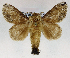  (Caeculia hella - USNM ENT 01069502)  @14 [ ] Unspecified (default): All Rights Reserved  Unspecified Unspecified