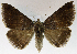  (Bastilla marquesanus - USNM ENT 01069548)  @14 [ ] Unspecified (default): All Rights Reserved  Unspecified Unspecified
