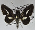  ( - USNM ENT 01178051)  @11 [ ] Unspecified (default): All Rights Reserved  Unspecified Unspecified
