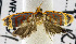  ( - USNM ENT 01178171)  @11 [ ] Unspecified (default): All Rights Reserved  Unspecified Unspecified