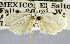  (Gonioterma dimetropis - USNM ENT 01373348)  @11 [ ] Unspecified (default): All Rights Reserved  Unspecified Unspecified