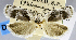  (Gonioterma exquisita - USNM ENT 01373349)  @11 [ ] Unspecified (default): All Rights Reserved  Unspecified Unspecified