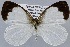  (Elodina andropis - USNM ENT 01374212)  @11 [ ] Unspecified (default): All Rights Reserved  Unspecified Unspecified