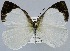  (Elodina hypatia - USNM ENT 01374213)  @11 [ ] Unspecified (default): All Rights Reserved  Unspecified Unspecified