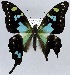  (Graphium goodenovii - USNM ENT 01374221)  @11 [ ] Unspecified (default): All Rights Reserved  Unspecified Unspecified