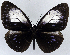  ( - USNM ENT 01374228)  @11 [ ] Unspecified (default): All Rights Reserved  Unspecified Unspecified
