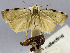  (Gonioterma seppiana - USNM ENT 01374321)  @11 [ ] Unspecified (default): All Rights Reserved  Unspecified Unspecified