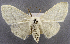  (Somatina ctenophora - USNM ENT 01374322)  @11 [ ] Unspecified (default): All Rights Reserved  Unspecified Unspecified