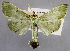  (Parotis baldersalis - USNM ENT 01374326)  @11 [ ] Unspecified (default): All Rights Reserved  Unspecified Unspecified