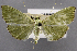  (Parotis chlorochroalis - USNM ENT 01374327)  @11 [ ] Unspecified (default): All Rights Reserved  Unspecified Unspecified