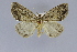  (Calesia caputrubrum - USNM ENT 01374363)  @11 [ ] Unspecified (default): All Rights Reserved  Unspecified Unspecified