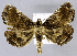  (Pangrapta sp - USNM ENT 01374366)  @11 [ ] Unspecified (default): All Rights Reserved  Unspecified Unspecified