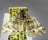  ( - USNM ENT 01374380)  @11 [ ] Unspecified (default): All Rights Reserved  Unspecified Unspecified