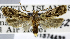  (Stoeberhinus - USNM ENT 01374432)  @14 [ ] Unspecified (default): All Rights Reserved  Unspecified Unspecified