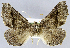  ( - USNM ENT 01374437)  @11 [ ] Unspecified (default): All Rights Reserved  Unspecified Unspecified