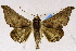  ( - USNM ENT 01374699)  @11 [ ] Unspecified (default): All Rights Reserved  Unspecified Unspecified