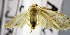  ( - USNM ENT 00799199)  @11 [ ] Unspecified (default): All Rights Reserved  Unspecified Unspecified