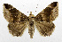  (Bastilla maturescens - USNM ENT 01067502)  @14 [ ] Unspecified (default): All Rights Reserved  Unspecified Unspecified