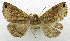  (Bastilla cuneilineata - USNM ENT 01067506)  @14 [ ] Unspecified (default): All Rights Reserved  Unspecified Unspecified