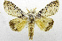  (Calliteara sp - USNM ENT 01067518)  @15 [ ] Unspecified (default): All Rights Reserved  Unspecified Unspecified