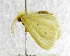  (Crorema - USNM ENT 01067519)  @13 [ ] Unspecified (default): All Rights Reserved  Unspecified Unspecified