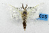  (Pseudometisa sp - USNM ENT 01067553)  @14 [ ] Unspecified (default): All Rights Reserved  Unspecified Unspecified
