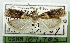  (Cryptoblabes ardescens - USNM ENT 01067557)  @13 [ ] Unspecified (default): All Rights Reserved  Unspecified Unspecified
