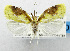  ( - USNM ENT 01067563)  @11 [ ] Unspecified (default): All Rights Reserved  Unspecified Unspecified