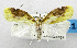  (Gonionota mimulina - USNM ENT 01067564)  @14 [ ] Unspecified (default): All Rights Reserved  Unspecified Unspecified