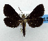  (Piletocera melananges - USNM ENT 01067721)  @14 [ ] Unspecified (default): All Rights Reserved  Unspecified Unspecified