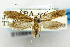  (Erechthias cirrhogramma - USNM ENT 01068475)  @11 [ ] Unspecified (default): All Rights Reserved  Unspecified Unspecified