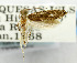  (Erechthias celestra - USNM ENT 01068495)  @11 [ ] Unspecified (default): All Rights Reserved  Unspecified Unspecified