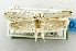  (Erechthias sphenacma - USNM ENT 01068505)  @11 [ ] Unspecified (default): All Rights Reserved  Unspecified Unspecified