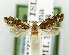  (Wyoma dysgnoia - USNM ENT 01068509)  @11 [ ] Unspecified (default): All Rights Reserved  Unspecified Unspecified