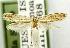  (Erechthias penicillata - USNM ENT 01068530)  @11 [ ] Unspecified (default): All Rights Reserved  Unspecified Unspecified