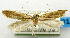  (Erechthias phaeoptera - USNM ENT 01068537)  @11 [ ] Unspecified (default): All Rights Reserved  Unspecified Unspecified