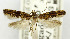  (Epermenia incrassa - USNM ENT 01068549)  @11 [ ] Unspecified (default): All Rights Reserved  Unspecified Unspecified