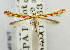  (Macarostola pontificalis - USNM ENT 01068563)  @11 [ ] Unspecified (default): All Rights Reserved  Unspecified Unspecified