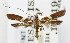  (Caloptilia insidia - USNM ENT 01068571)  @11 [ ] Unspecified (default): All Rights Reserved  Unspecified Unspecified