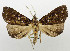  (Lophocoleus - USNM ENT 01068586)  @15 [ ] Unspecified (default): All Rights Reserved  Unspecified Unspecified