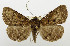  (Palaeocoleus - USNM ENT 01068589)  @15 [ ] Unspecified (default): All Rights Reserved  Unspecified Unspecified