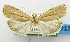  (Imma catapsesta - USNM ENT 01068611)  @14 [ ] Unspecified (default): All Rights Reserved  Unspecified Unspecified