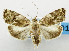  (Imma impariseta - USNM ENT 01068613)  @15 [ ] Unspecified (default): All Rights Reserved  Unspecified Unspecified